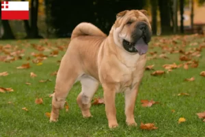 Mehr über den Artikel erfahren Shar Pei Züchter und Welpen in Utrecht