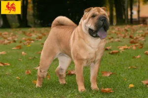 Mehr über den Artikel erfahren Shar Pei Züchter und Welpen in Wallonische Region