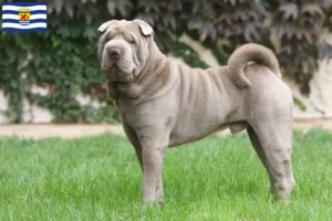 Mehr über den Artikel erfahren Shar Pei Züchter und Welpen in Zeeland