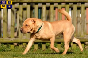 Mehr über den Artikel erfahren Shar Pei Züchter und Welpen in Zlín