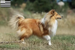 Mehr über den Artikel erfahren Sheltie Züchter und Welpen in der Bretagne