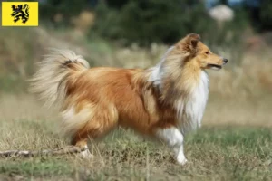 Mehr über den Artikel erfahren Sheltie Züchter und Welpen in Flandern