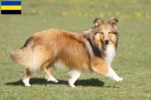 Mehr über den Artikel erfahren Sheltie Züchter und Welpen in Gelderland