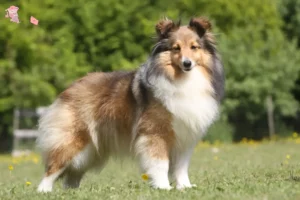 Mehr über den Artikel erfahren Sheltie Züchter und Welpen in Hovedstaden