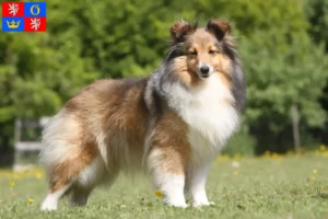 Mehr über den Artikel erfahren Sheltie Züchter und Welpen in Hradec Králové