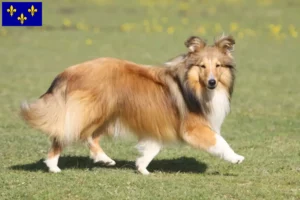 Mehr über den Artikel erfahren Sheltie Züchter und Welpen in Île-de-France