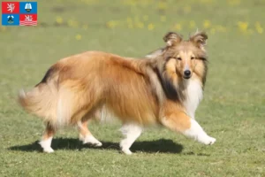 Mehr über den Artikel erfahren Sheltie Züchter und Welpen in Karlsbad