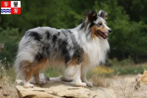 Mehr über den Artikel erfahren Sheltie Züchter und Welpen in Mittelböhmen