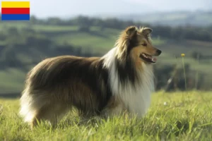 Mehr über den Artikel erfahren Sheltie Züchter und Welpen in Nordholland