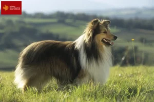 Mehr über den Artikel erfahren Sheltie Züchter und Welpen in Okzitanien