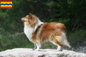 Mehr über den Artikel erfahren Sheltie Züchter und Welpen in Overijssel