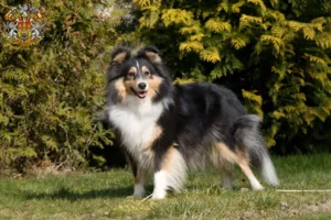 Mehr über den Artikel erfahren Sheltie Züchter und Welpen in Prag