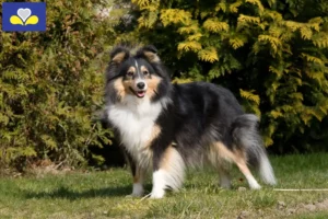 Mehr über den Artikel erfahren Sheltie Züchter und Welpen in Region Brüssel-Hauptstadt