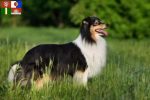 Mehr über den Artikel erfahren Sheltie Züchter und Welpen in Südböhmen