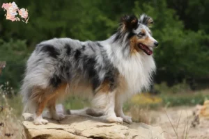 Mehr über den Artikel erfahren Sheltie Züchter und Welpen in Syddanmark