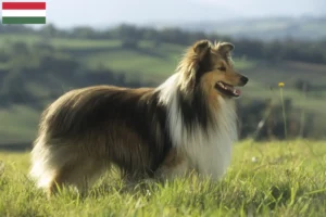 Mehr über den Artikel erfahren Sheltie Züchter und Welpen in Ungarn