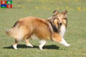 Mehr über den Artikel erfahren Sheltie Züchter und Welpen in Ústí