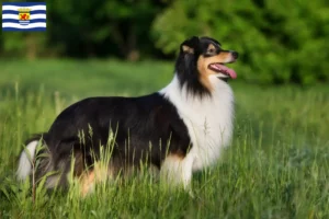 Mehr über den Artikel erfahren Sheltie Züchter und Welpen in Zeeland