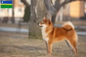 Mehr über den Artikel erfahren Shiba Züchter und Welpen in Flevoland