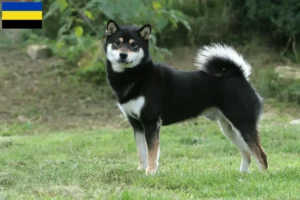 Mehr über den Artikel erfahren Shiba Züchter und Welpen in Gelderland