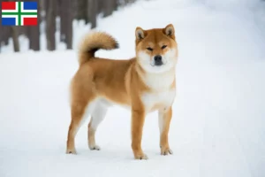 Mehr über den Artikel erfahren Shiba Züchter und Welpen in Groningen