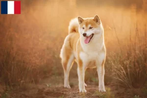 Mehr über den Artikel erfahren Shiba Züchter und Welpen in Guadeloupe