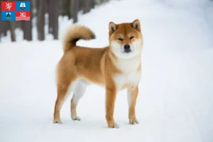 Mehr über den Artikel erfahren Shiba Züchter und Welpen in Karlsbad