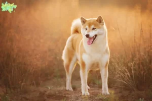 Mehr über den Artikel erfahren Shiba Züchter und Welpen in Midtjylland