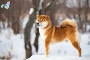 Mehr über den Artikel erfahren Shiba Züchter und Welpen in Nordjylland