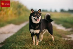 Mehr über den Artikel erfahren Shiba Züchter und Welpen in Okzitanien