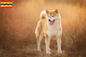 Mehr über den Artikel erfahren Shiba Züchter und Welpen in Overijssel