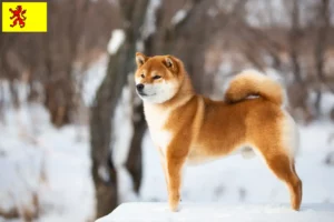 Mehr über den Artikel erfahren Shiba Züchter und Welpen in Südholland