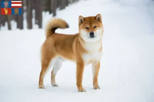 Mehr über den Artikel erfahren Shiba Züchter und Welpen in Südmähren