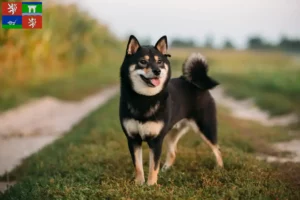 Mehr über den Artikel erfahren Shiba Züchter und Welpen in Ústí