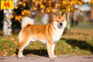 Mehr über den Artikel erfahren Shiba Züchter und Welpen in Wallonische Region