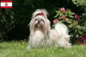 Mehr über den Artikel erfahren Shih Tzu Züchter und Welpen in Französisch-Polynesien