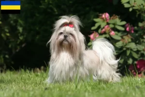 Mehr über den Artikel erfahren Shih Tzu Züchter und Welpen in Gelderland