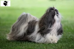 Mehr über den Artikel erfahren Shih Tzu Züchter und Welpen auf Korsika