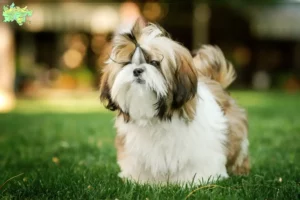 Mehr über den Artikel erfahren Shih Tzu Züchter und Welpen in Midtjylland