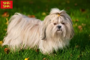 Mehr über den Artikel erfahren Shih Tzu Züchter und Welpen in der Normandie