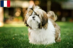 Mehr über den Artikel erfahren Shih Tzu Züchter und Welpen auf Réunion