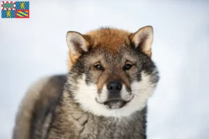 Mehr über den Artikel erfahren Shikoku Züchter und Welpen in Bourgogne-Franche-Comté