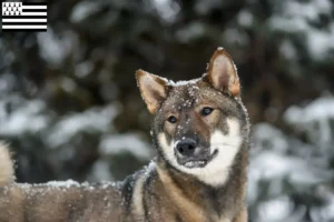 Mehr über den Artikel erfahren Shikoku Züchter und Welpen in der Bretagne