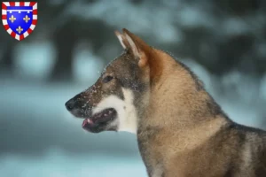 Mehr über den Artikel erfahren Shikoku Züchter und Welpen in Centre-Val de Loire