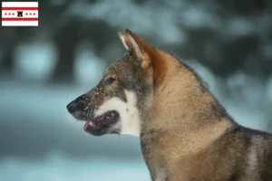 Mehr über den Artikel erfahren Shikoku Züchter und Welpen in Drenthe