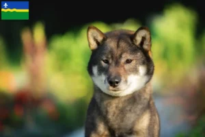 Mehr über den Artikel erfahren Shikoku Züchter und Welpen in Flevoland