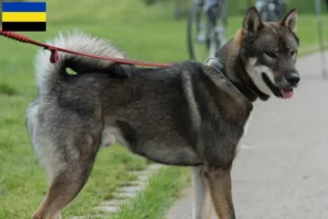 Mehr über den Artikel erfahren Shikoku Züchter und Welpen in Gelderland