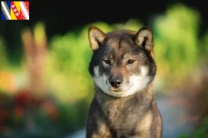 Mehr über den Artikel erfahren Shikoku Züchter und Welpen in Grand Est