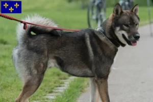 Mehr über den Artikel erfahren Shikoku Züchter und Welpen in Île-de-France