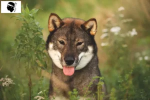 Mehr über den Artikel erfahren Shikoku Züchter und Welpen auf Korsika